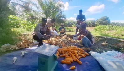Dukung Ketahanan Pangan, Polsek Siak Kecil dan Kelompok Tani Panen Jagung Pipil 